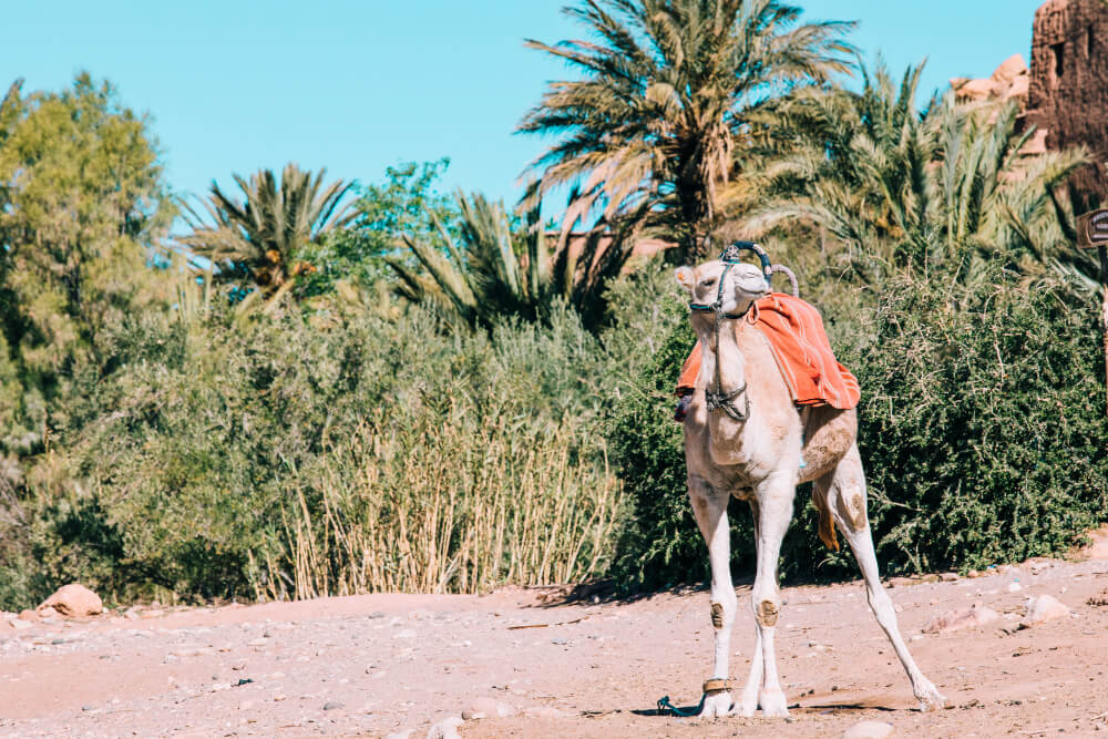 egypúpú teve ára