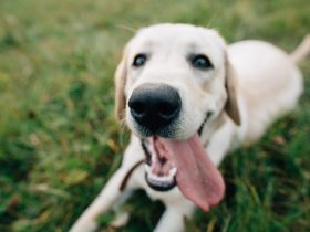 a labrador nevelése