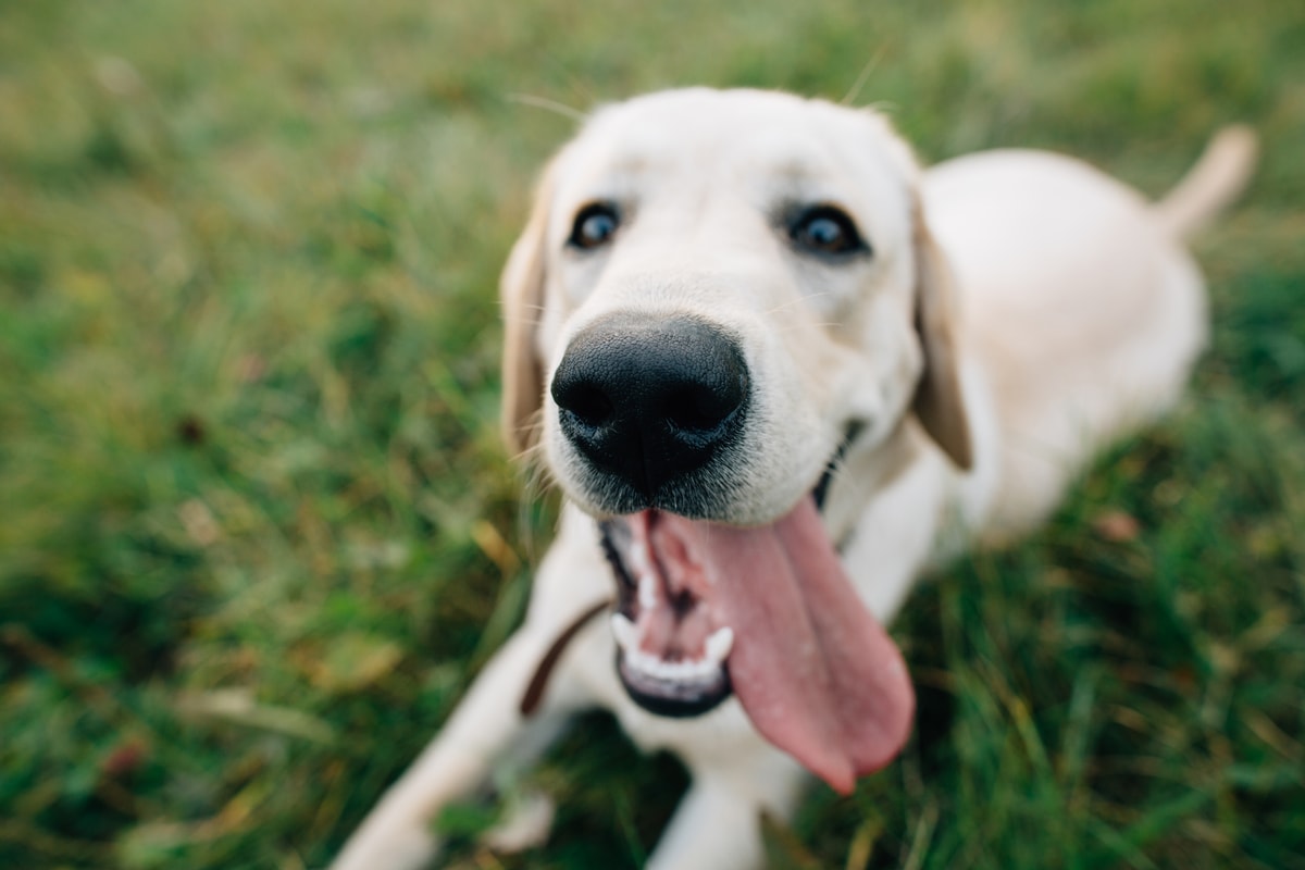 a labrador nevelése