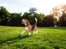 A beagle nevelése