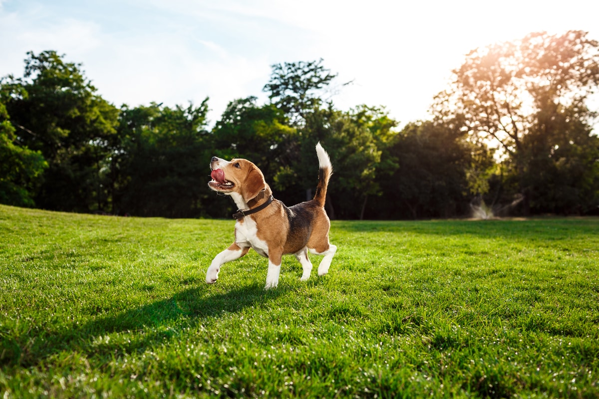 A beagle nevelése