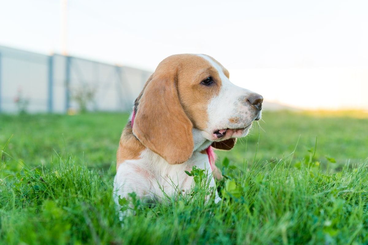 A beagle