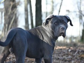 cane corso