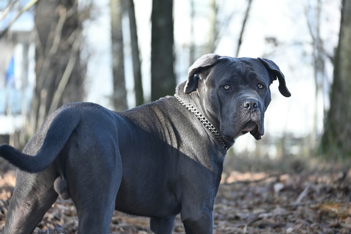 cane corso