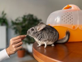 A csincsilla