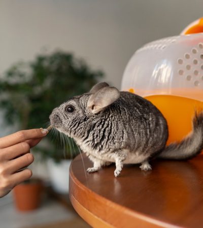 A csincsilla