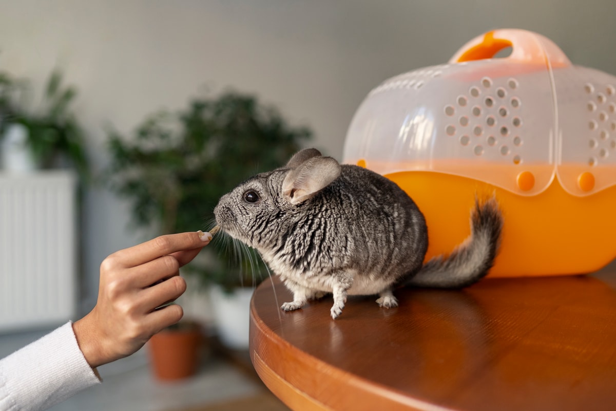 A csincsilla
