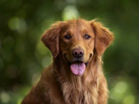 Golden retriver