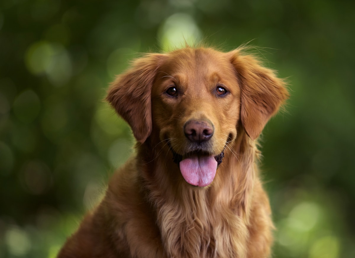 Golden retriver
