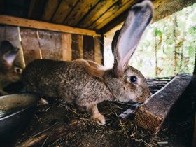 A házi nyúl, persze nem lövünk rá, de kiskedvenc vagy haszonállat?