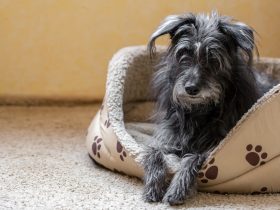 A kutya viselkedése halála előtt