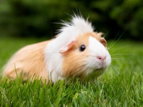 Tengerimalac