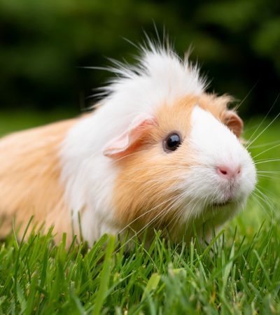 Tengerimalac